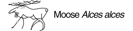 canadian moose